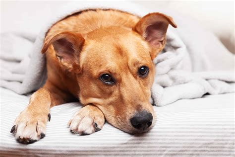 dog suckling in sleep|If Your Dog Is Sucking on Blankets, These Are the Reasons.